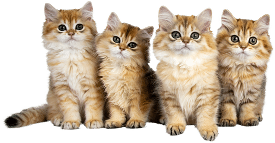 PETSHOP BARKOD SİSTEMİ